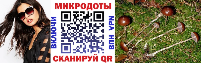купить наркоту  Верхняя Пышма  Псилоцибиновые грибы Psilocybe 